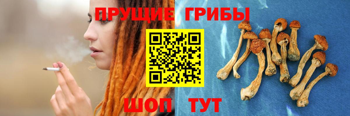 Псилоцибиновые грибы Cubensis Хасавюрт